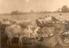 Bright Carter cattle drive